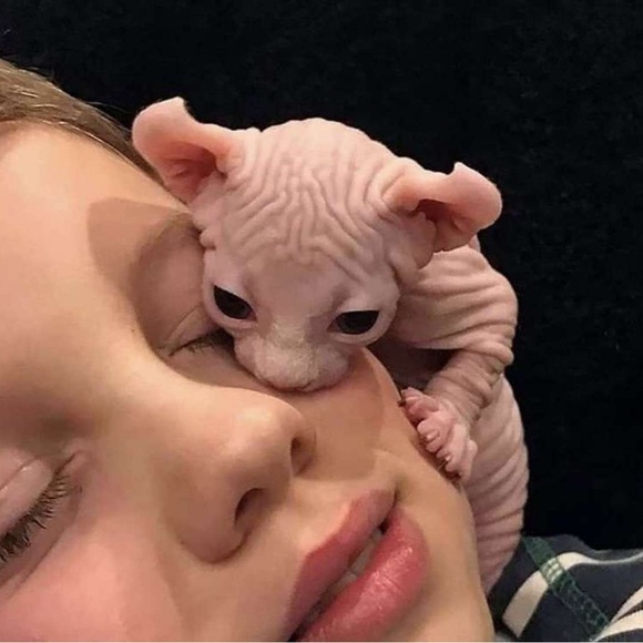 kimchibugs
